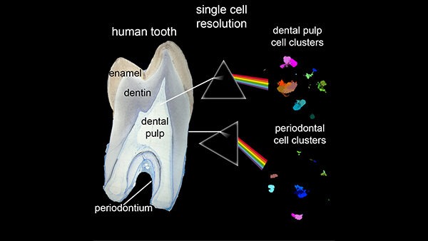 Zellen Zähne