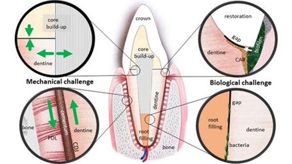 dentale Biomaterialien Charite